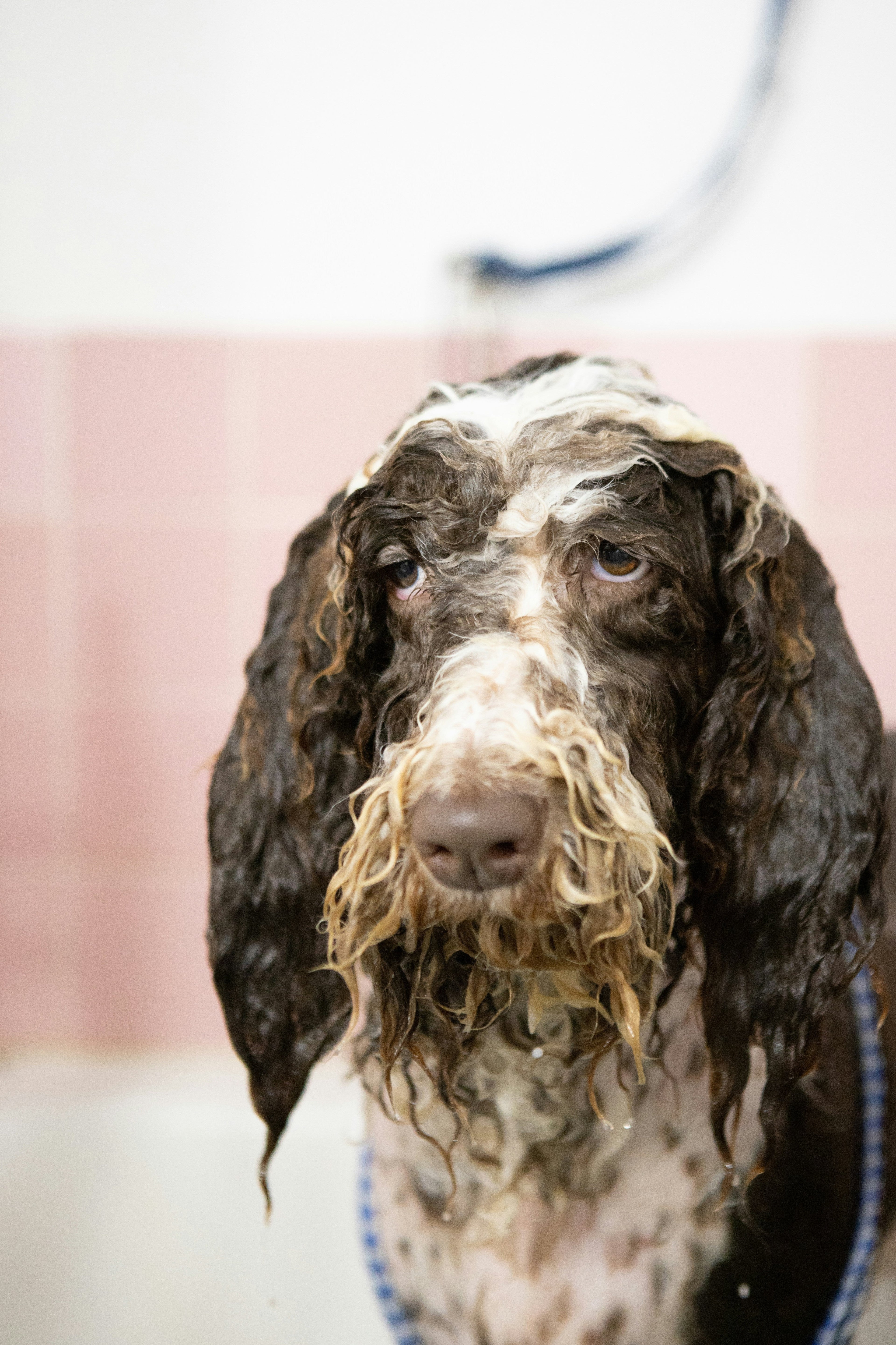 ✂️ Grooming & Care - Tailvo