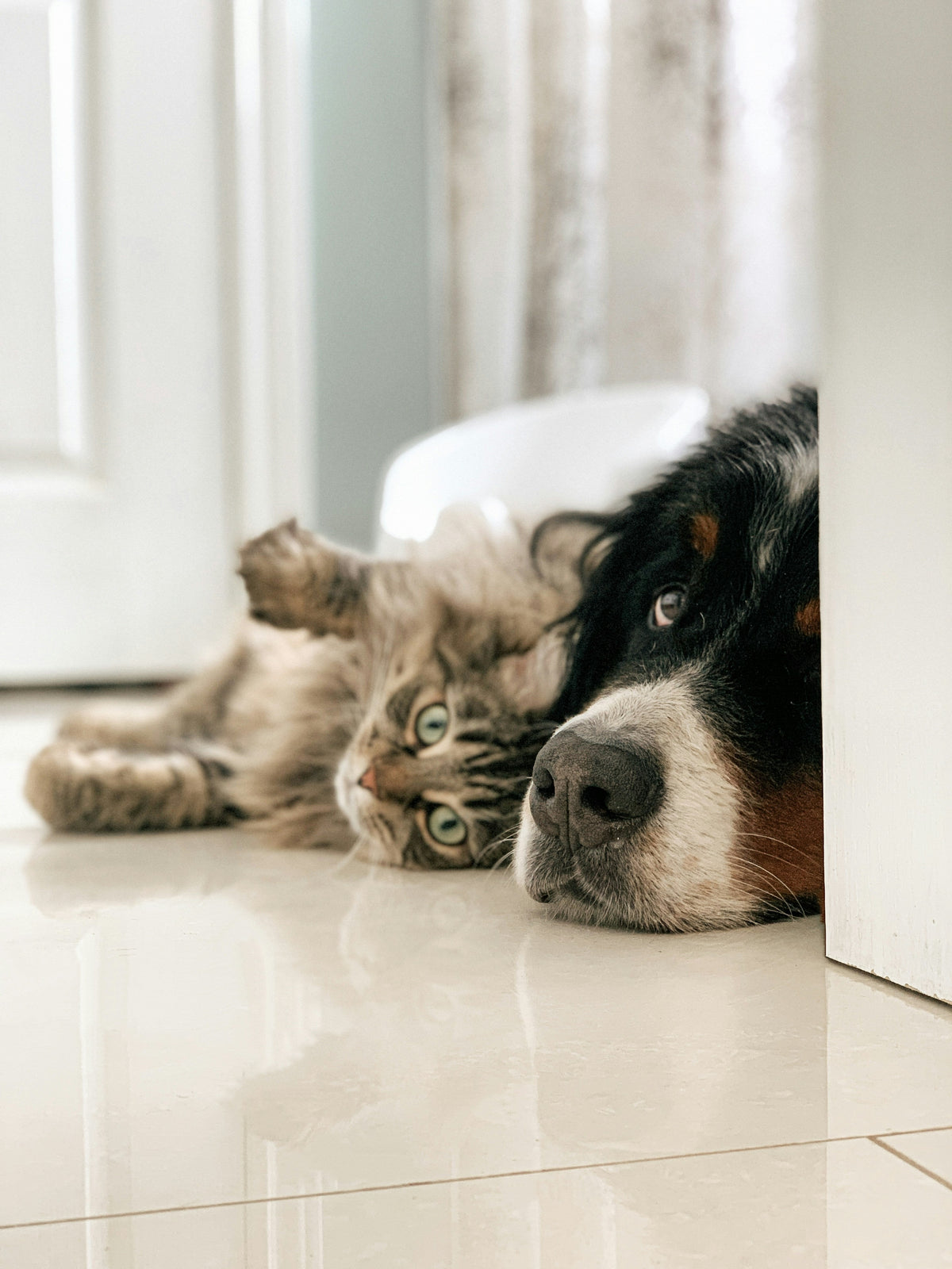🛏️ Home & Comfort - Tailvo