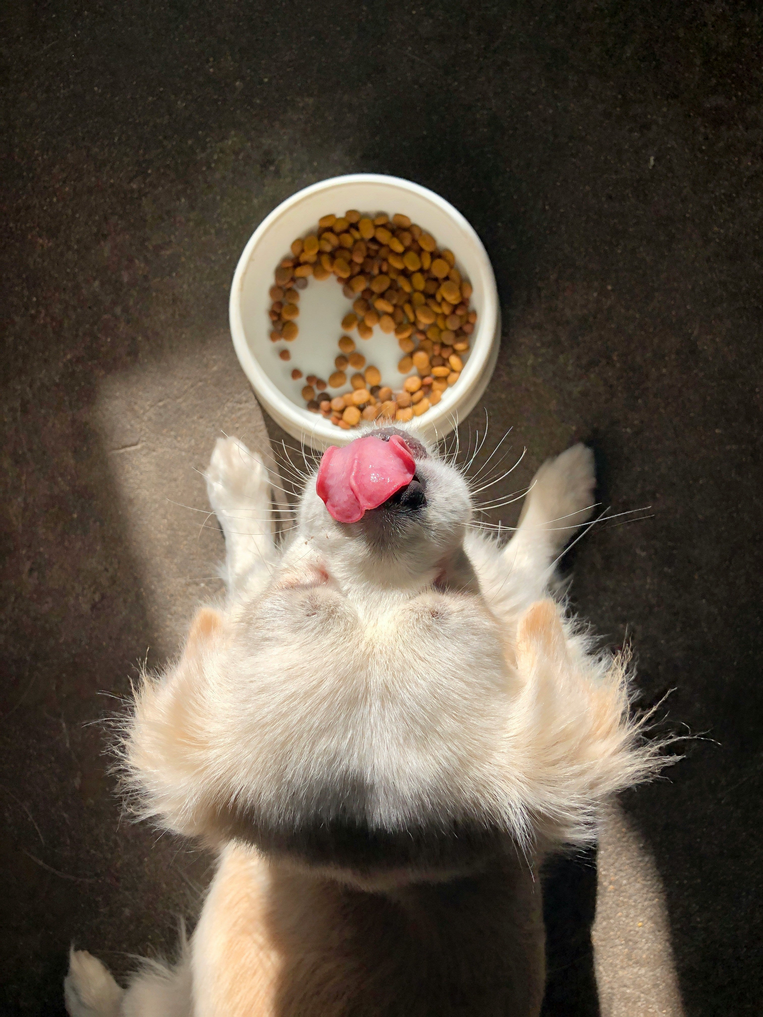 🍽️ Nourishment Essentials - Tailvo