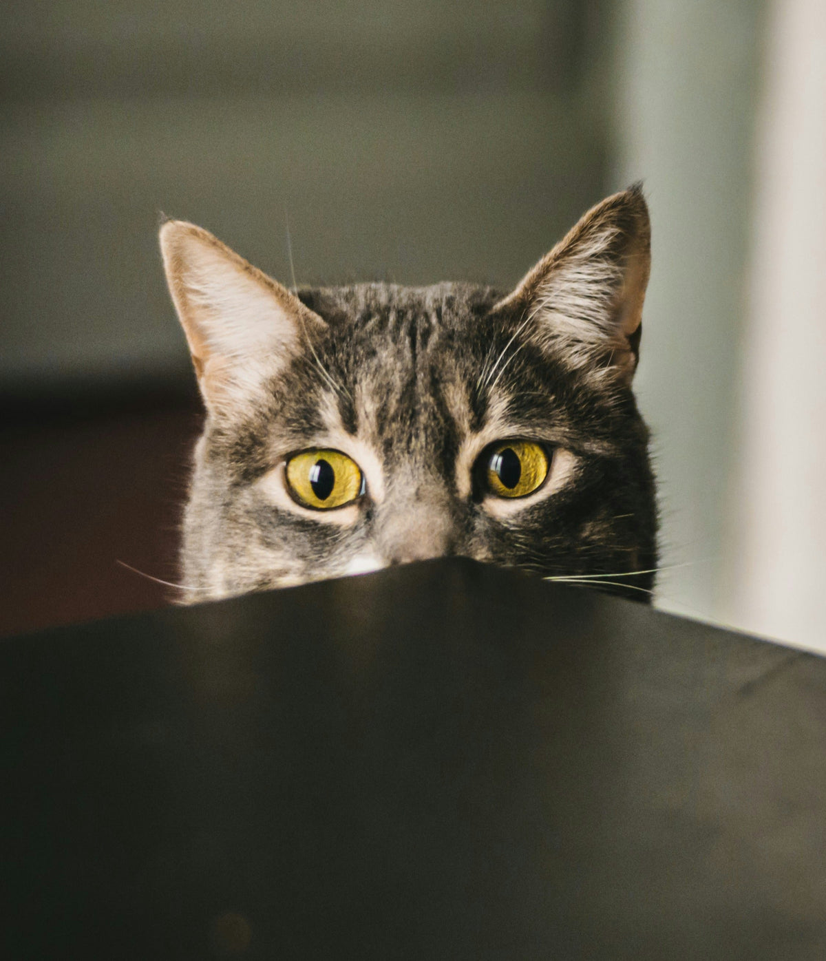 😺 Shop Cats - Tailvo