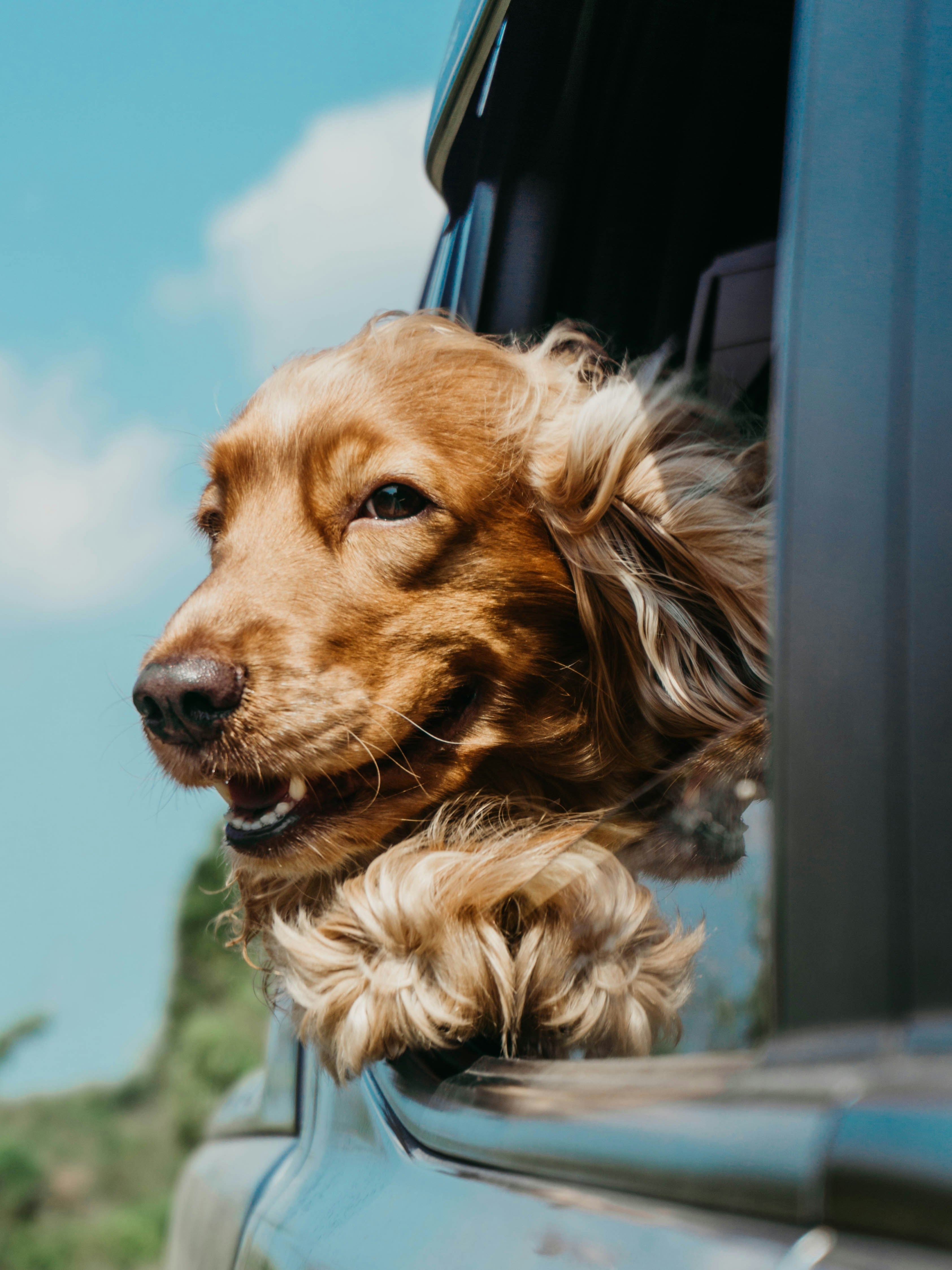 🐶 Shop Dogs - Tailvo