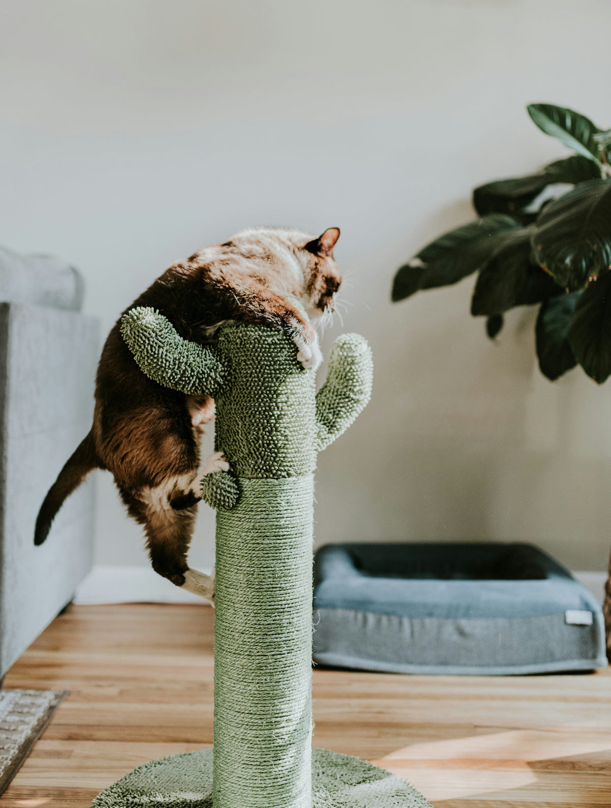 🧸 Toys & Play - Tailvo