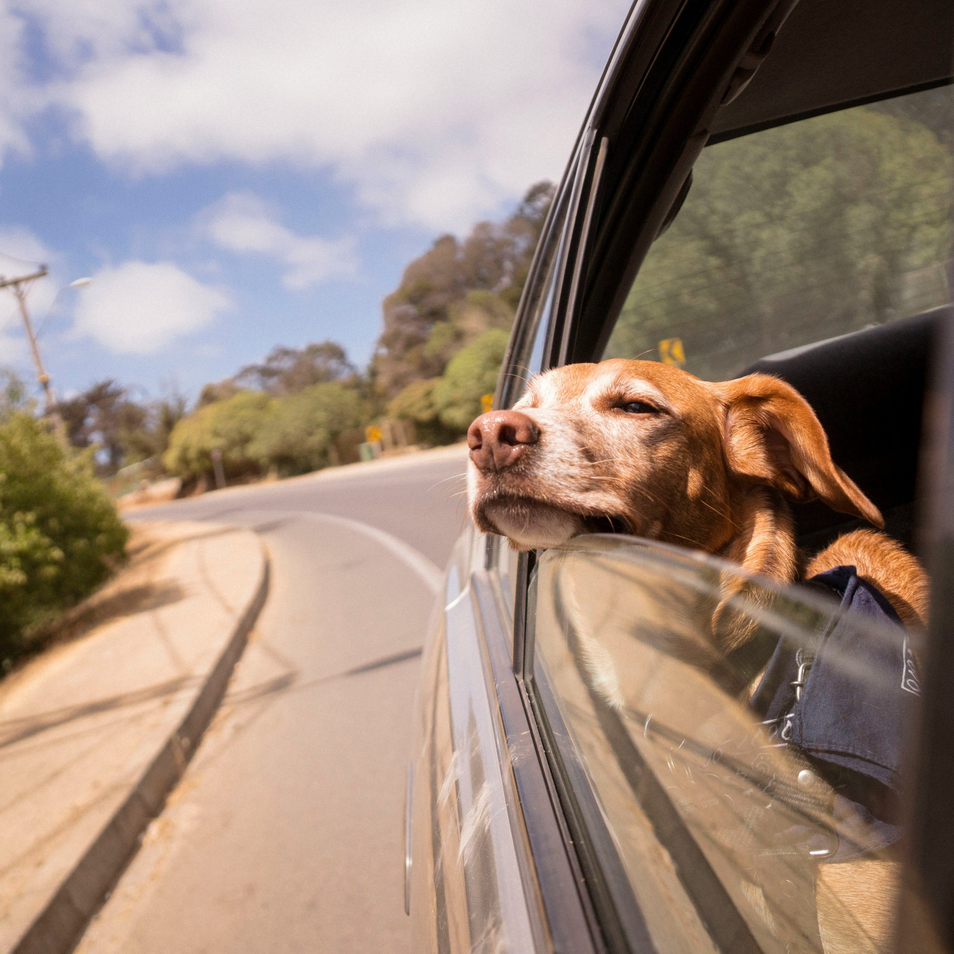 🚗 Travel & Adventure - Tailvo