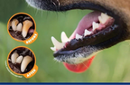 SmileGuard™ Pet Dental Care Kit