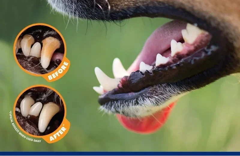 SmileGuard™ Pet Dental Care Kit