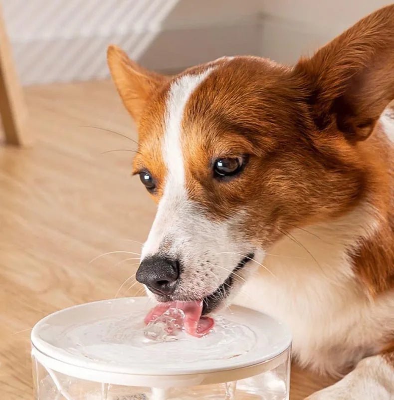 PureFlow™ Pet Water Fountain - Tailvo