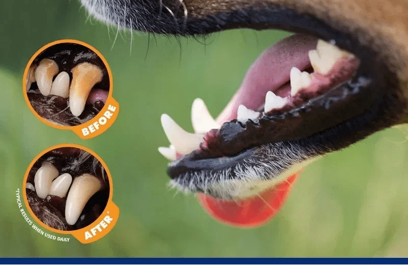 SmileGuard™ Pet Dental Care Kit - Tailvo