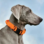 TrailGuard™ Tactical Dog Collar - Tailvo